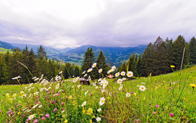 Wildflowers mountains cloudy sky landscape free wallpaper - medium preview image