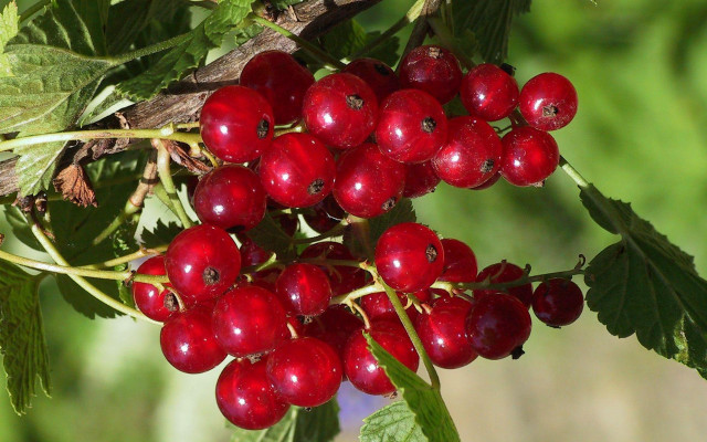 Red berry puzzle nature leaves free wallpaper - medium preview image