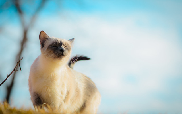 Cat field tree sky sunny free wallpaper - medium preview image
