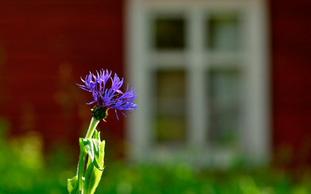 Purple flower red building white free wallpaper - medium preview image