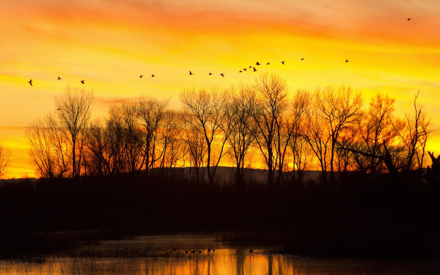 Sunset birds lake trees autumn free wallpaper - medium preview image