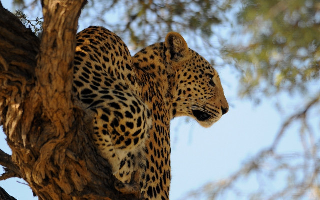 Leopard sitting in tree blurry free wallpaper - medium preview image