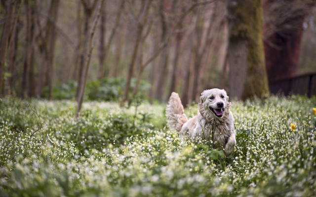 Dog field flowers woods trees free wallpaper - medium preview image