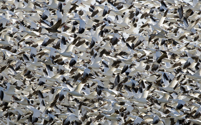 Flock of birds ecological art free wallpaper - medium preview image
