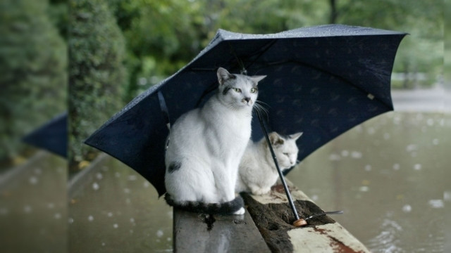 Cat umbrella ledge rainy shiba free wallpaper - medium preview image