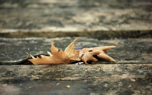 Leaf wall woodenfloor puzzle beach free wallpaper - medium preview image