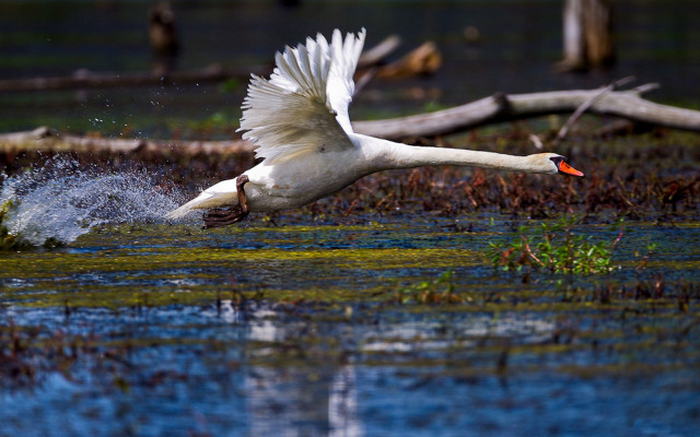 White swan flying over water free wallpaper - medium preview image