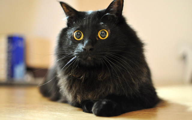 Black cat yellow eyes curious #3 free wallpaper - medium preview image