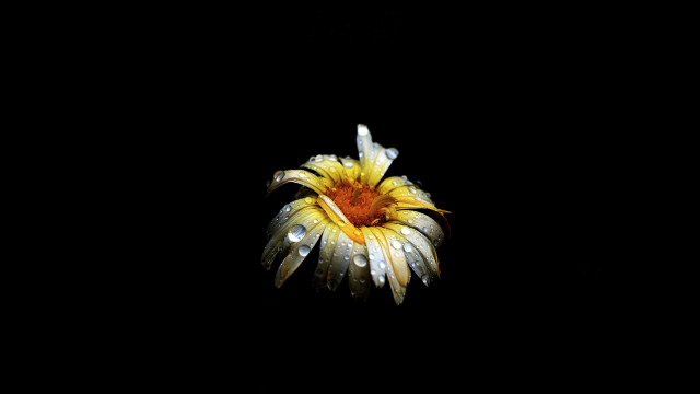 Yellow flower water droplets black #3 free wallpaper - medium preview image