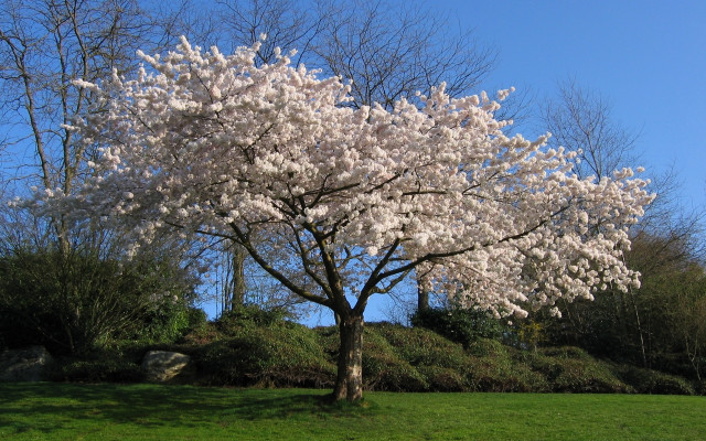 White flower tree park blue free wallpaper - medium preview image