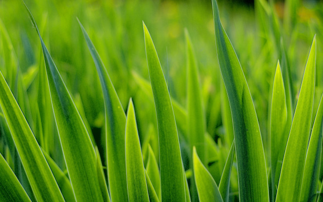 Green grass macro blurry background #2 free wallpaper - medium preview image