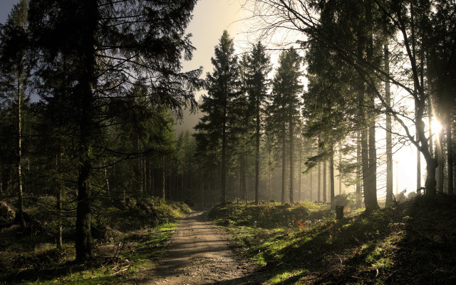 Dirt road forest sunshine fog #2 free wallpaper - medium preview image