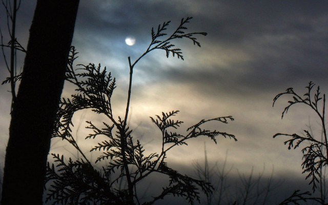 Moon clouds branch bamboo forest free wallpaper - medium preview image