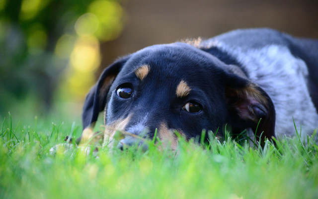 Dog sad laying grass closeup free wallpaper - medium preview image