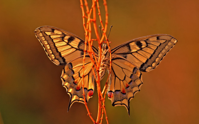 Butterfly flower macro nature brenner free wallpaper - medium preview image