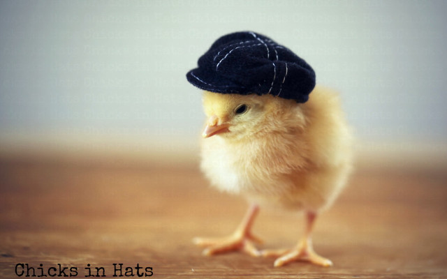 Chicken hat table caption beatrix free wallpaper - medium preview image