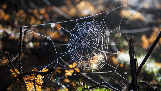 Spider web morning sunlight ecological free wallpaper - medium preview image