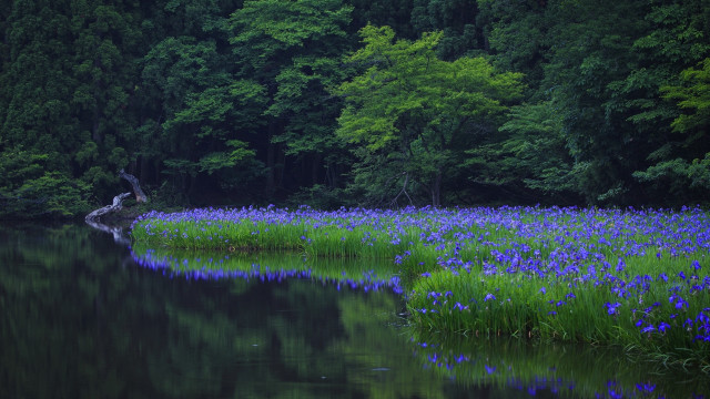 Pond trees blueflowers fallenwood nature free wallpaper - medium preview image