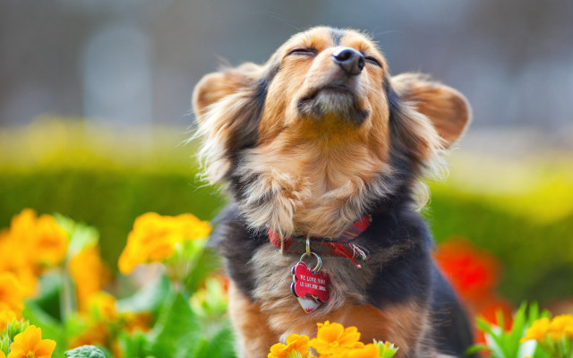 Dog flower field sunny shiba free wallpaper - medium preview image