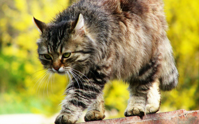 Cat brick wall forest blurry free wallpaper - medium preview image