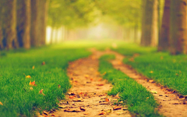 Dirt road forest autumn blurry free wallpaper - medium preview image
