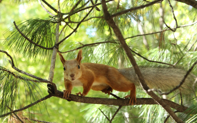 Squirrel bamboo forest nature puzzle free wallpaper - medium preview image