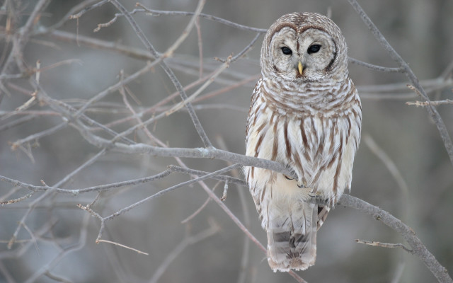 Barred owl perched forest no #3 free wallpaper - medium preview image