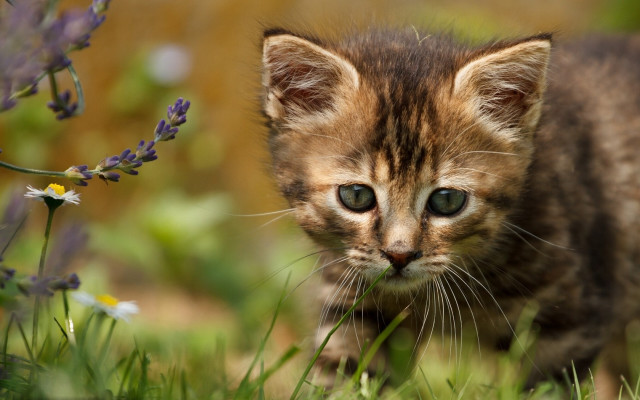 Kitten field grass flowers purple free wallpaper - medium preview image