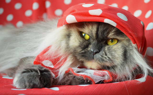 Cat redhat polkadot rococo fashion free wallpaper - medium preview image