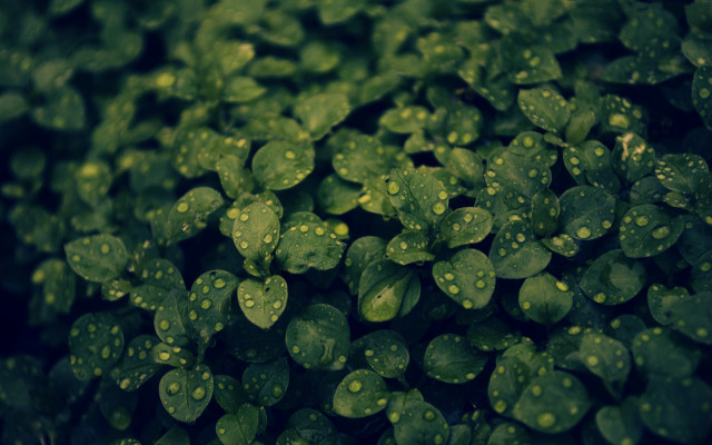 Green leaves water droplets nature #3 free wallpaper - medium preview image
