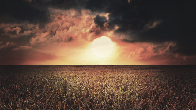 Wheat field cloudy sunset mountain free wallpaper - medium preview image