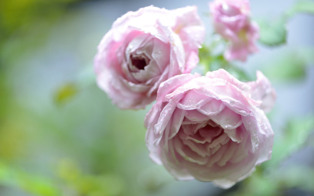Pink flower water droplets rococo free wallpaper - medium preview image