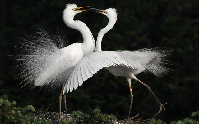 White birds wings spread out free wallpaper - medium preview image