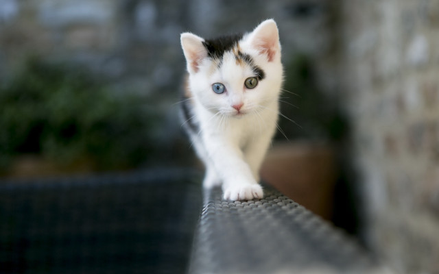 Curious white kitten on ledge free wallpaper - medium preview image