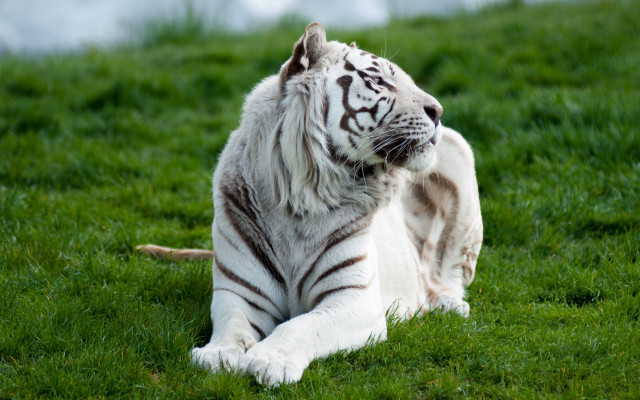 White tiger sitting green field #2 free wallpaper - medium preview image
