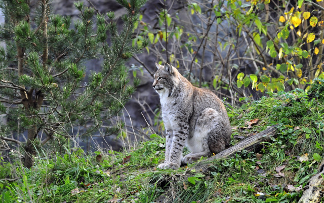 Cat hill trees bushes rockwall free wallpaper - medium preview image