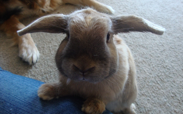 Rabbit dog leg closeup photocopy free wallpaper - medium preview image
