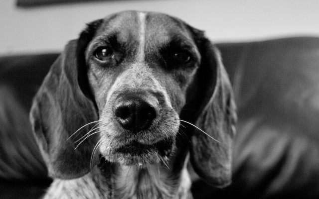 Sad dog couch blackwhite blurry free wallpaper - medium preview image