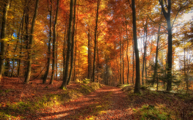 Forest path autumn leaves bridge free wallpaper - medium preview image
