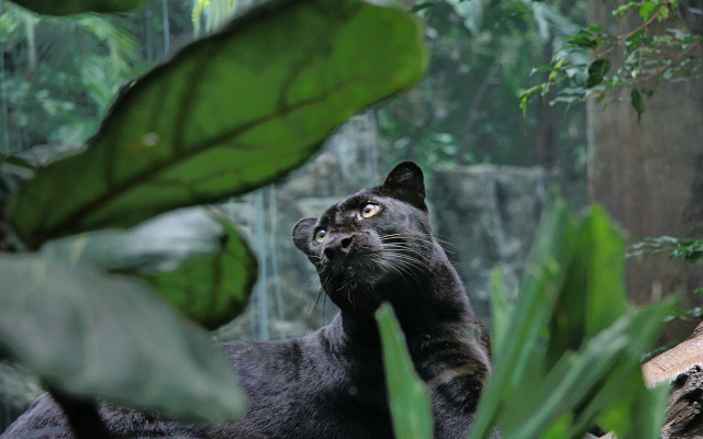 Black cat jungle anne nasmyth free wallpaper - medium preview image