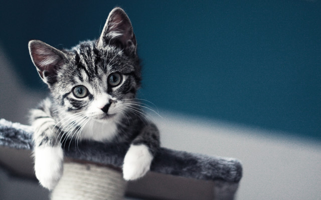 Kitten sitting scratching post sad free wallpaper - medium preview image