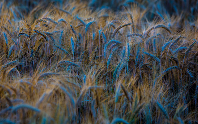 Wheat field blue yellow highlights free wallpaper - medium preview image