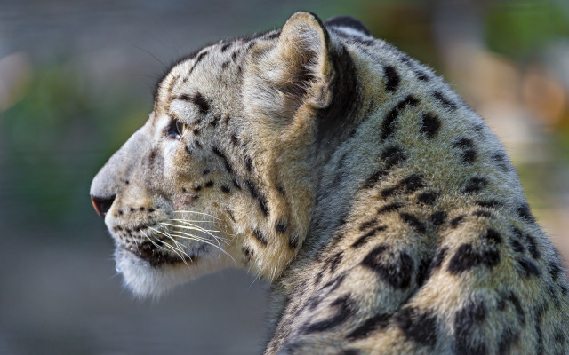 Snow leopard blurry background backlit free wallpaper - medium preview image