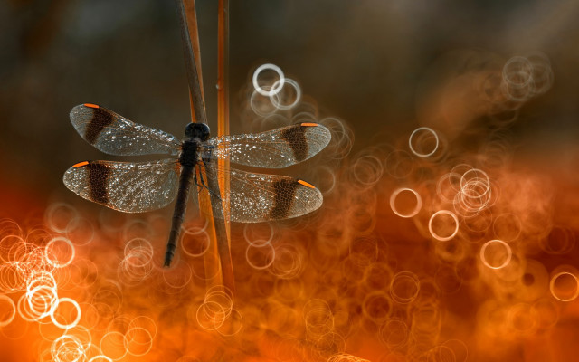 Dragonfly plant bubbles wings magic free wallpaper - medium preview image