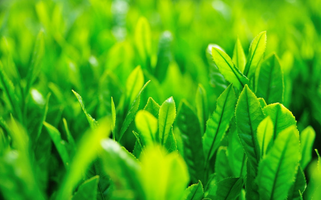 Green plant leaves blurry background free wallpaper - medium preview image