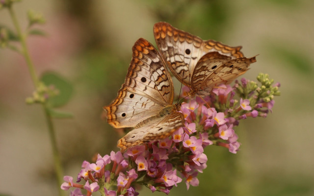 Butterflies flower field pink background free wallpaper - medium preview image
