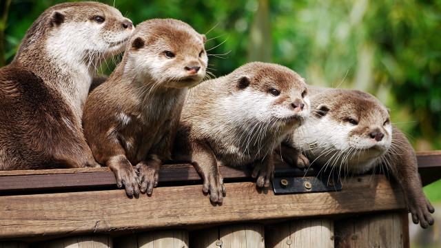 Three otters wooden ledge blurry free wallpaper - medium preview image