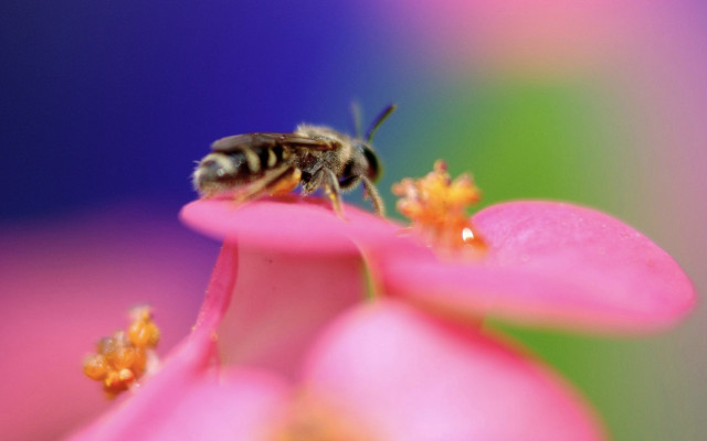 Bee pink flower macro ecological free wallpaper - medium preview image