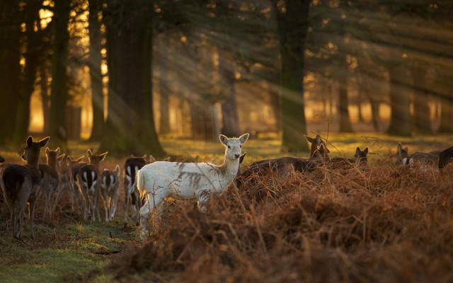 Deer herd grass field trees free wallpaper - medium preview image
