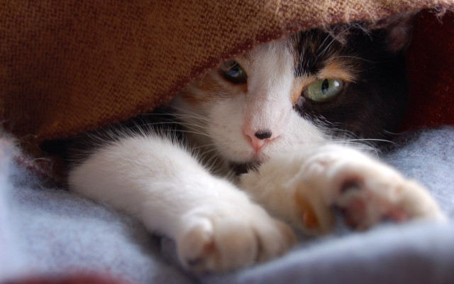 Cozy cat hiding under blanket free wallpaper - medium preview image